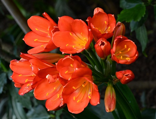 1 Clivia.jpg